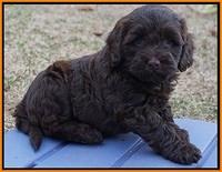 Cherie Flicker Reecey pups 6 wks old201