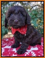 Cherie Flicker Reecey pups 7 wks old 231