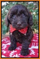 Cherie Flicker Reecey pups 7 wks old 241