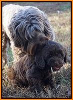 Cherie Flicker Reecey pups 7 wks old 261