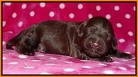Cherie Flicker pups 1 wk old 131