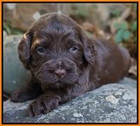Cherie Flicker pups 3 wks old 111