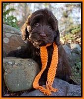 Cherie Flicker pups 8 wks old 181