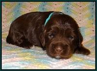 Cherie Flicker Reecey pups 2 wks old 131
