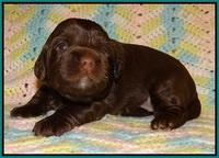 Cherie Flicker Reecey pups 2 wks old 141