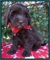 Cherie Flicker Reecey pups 7 wks old 281