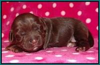 Cherie Flicker pups 1 wk old 151