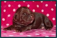 Cherie Flicker pups 1 wk old 161