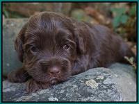 Cherie Flicker pups 3 wks old 121