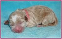 Jetta Parson newborn pups 21