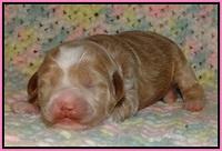 Jetta Parson pups 1 week old 11
