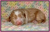 Jetta Parson pups 1 week old 21