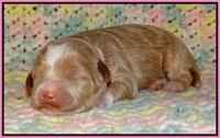 Jetta Parson pups 1 week old 31