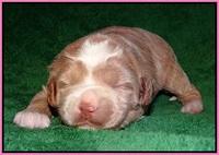 Jetta Parson pups 2 wks old 11
