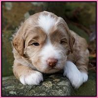 Jetta Parson pups 3 wks old 21