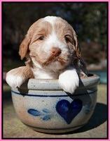 Jetta Parson pups 4 wks old 11