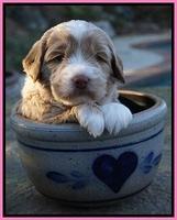Jetta Parson pups 4 wks old 21