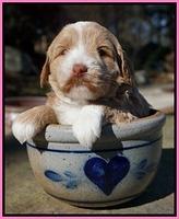 Jetta Parson pups 4 wks old 31