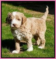 Jetta Parson pups 5 weeks old 21