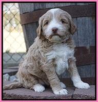 Jetta Parson pups 5 weeks old 31