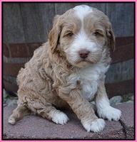 Jetta Parson pups 5 weeks old 41
