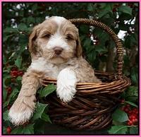 Jetta Parson pups 6 wks old 11
