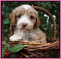 Jetta Parson pups 6 wks old 21