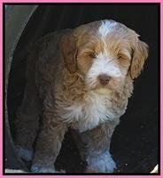 Jetta Parson pups 7 weeks old 21