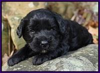 Jetta Parson pups 3 wks old 41