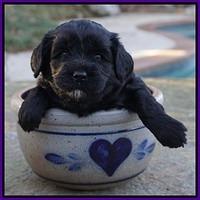 Jetta Parson pups 4 wks old 51