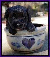 Jetta Parson pups 4 wks old 61