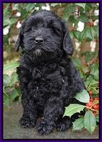 Jetta Parson pups 6 wks old 51