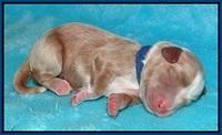 Jetta Parson newborn pups 51