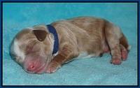 Jetta Parson newborn pups 61