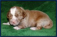 Jetta Parson pups 2 wks old 71