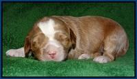 Jetta Parson pups 2 wks old 81