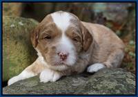 Jetta Parson pups 3 wks old 71