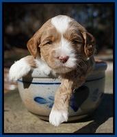 Jetta Parson pups 4 wks old 71