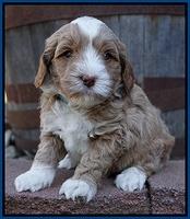 Jetta Parson pups 5 weeks old 71
