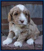 Jetta Parson pups 5 weeks old 81