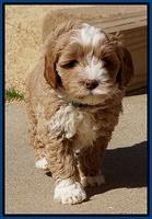 Jetta Parson pups 7 weeks old 121