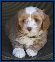 Jetta Parson pups 7 weeks old 131