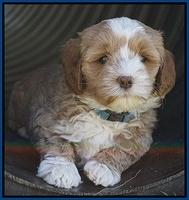 Jetta Parson pups 7 weeks old 91