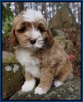 Jetta Parson pups 8 weeks old 11