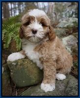 Jetta Parson pups 8 weeks old 41