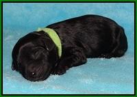 Jetta Parson newborn pups 81