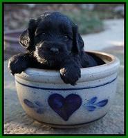 Jetta Parson pups 4 wks old 131