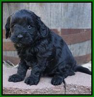 Jetta Parson pups 5 weeks old 141