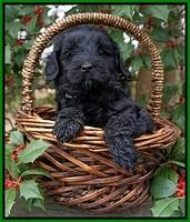 Jetta Parson pups 6 wks old 181