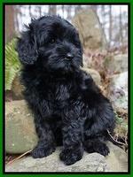 Jetta Parson pups 8 weeks old 6122